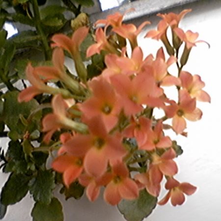 KALANCHOE